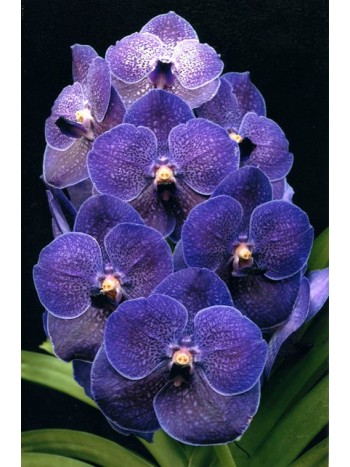 Ванда (Vanda pures wax blue) Ванда (Vanda pures wax blue)